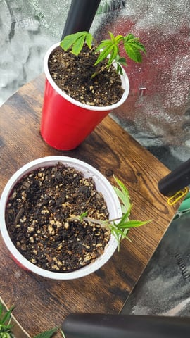 2x2x4 — seedling_rooting, day 14