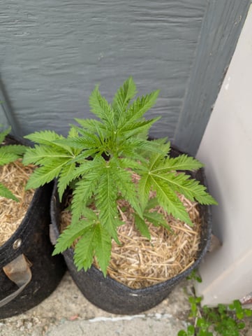 outdoor — seedling_rooting, day 43