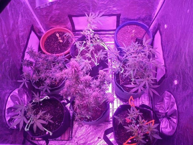 First autos  — flower, day 83