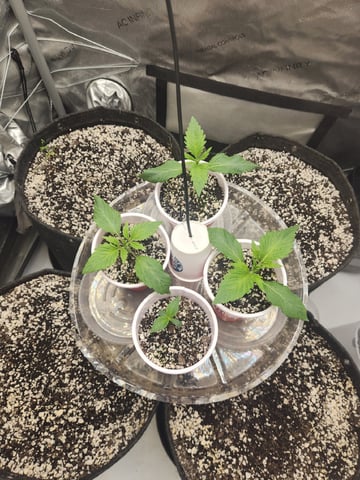Mephisto's Flava Flav (Grape Crush x Guava Fig) — seedling_rooting, day 15