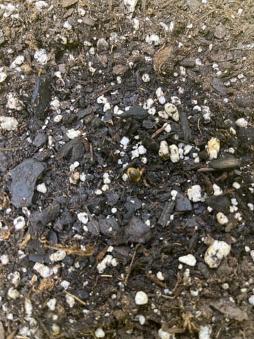 Gorilla Glue auto — seedling_rooting, day 5