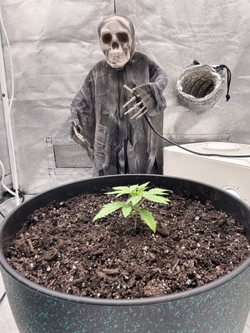 Blue Dream Grow — vegetative, day 1