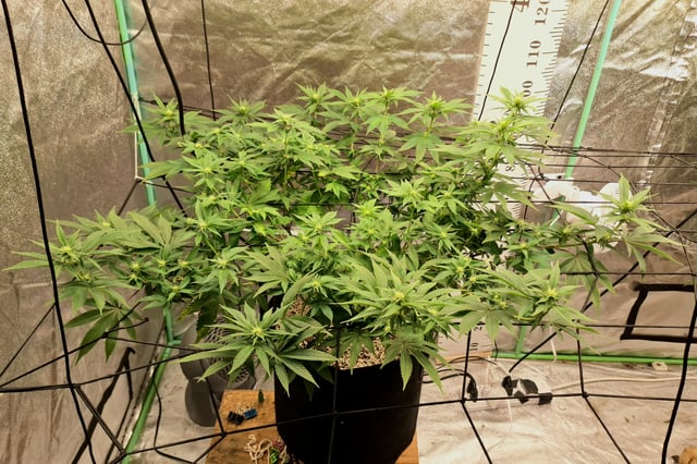 Blackberry Kush — flower, day 78