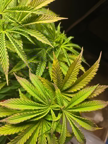 First Grow — vegetative, day 8