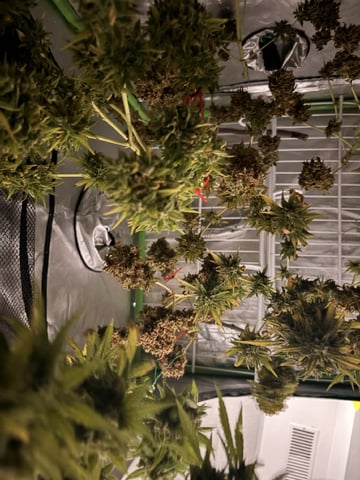 Muliflex — harvest, day 105