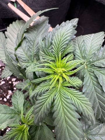 SSH and BD — flower, day 25