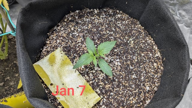Perpetual Autoflower Mixed Grow #3 — germination, day 17