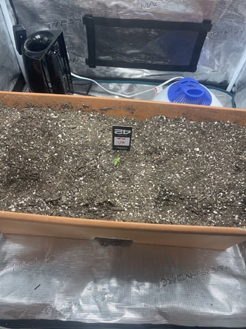 OG White Widow — seedling_rooting, day 19
