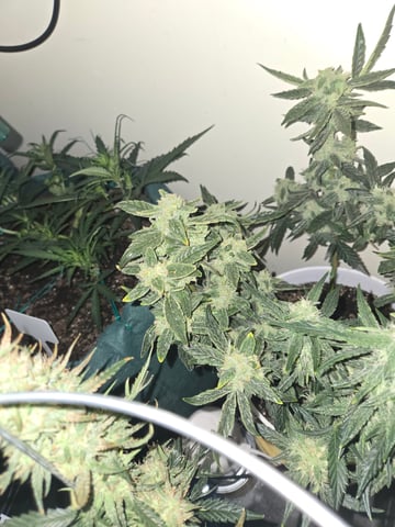 high octane x holy grail  — auto, day 34