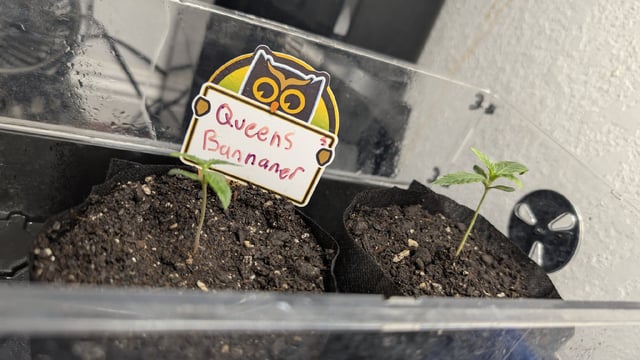 Sativa Summer Autos — seedling_rooting, day 8