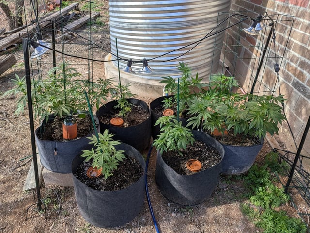 October Start — flower, day 82