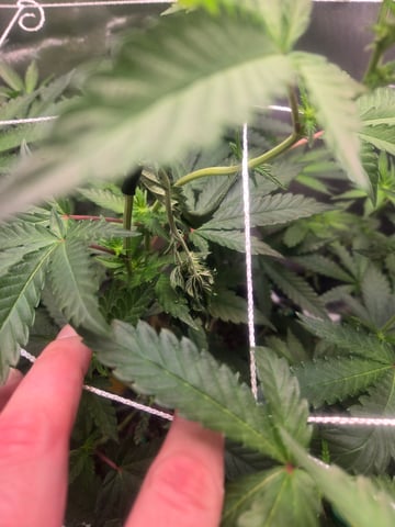 Looking for advice! — flower, day 56