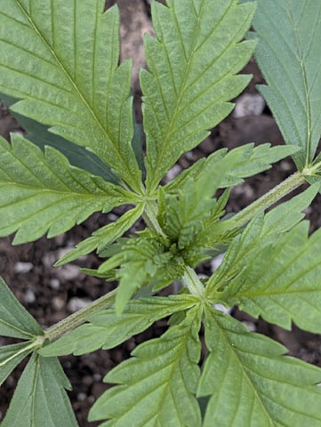 Cinderella 99 — vegetative, day 18