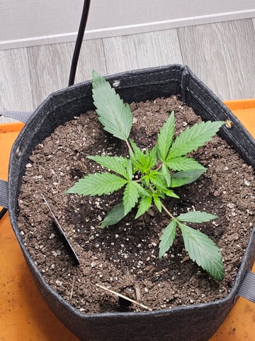 Mango Runtz — seedling_rooting, day 28
