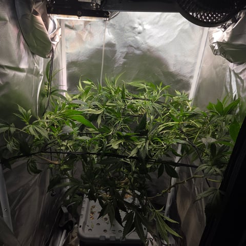 Fast Flowering Photo — flower, day 130