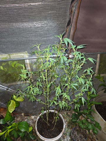 Trial Grow — vegetative, day 193