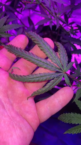 blueberry cupcake  — flower, day 80