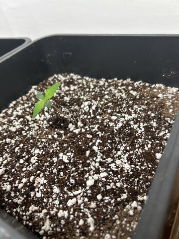 Northern Lights Auto x 4 — seedling_rooting, day 3