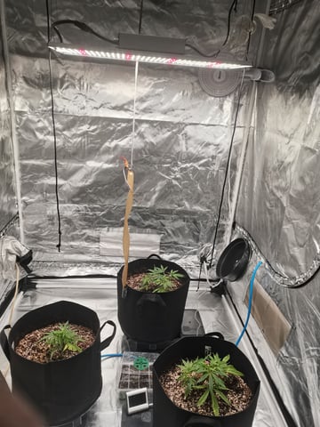 My First Grow — vegetative, day 1