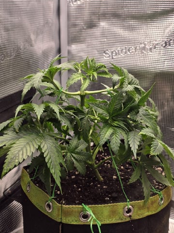 mc nuggets r1 — vegetative, day 32