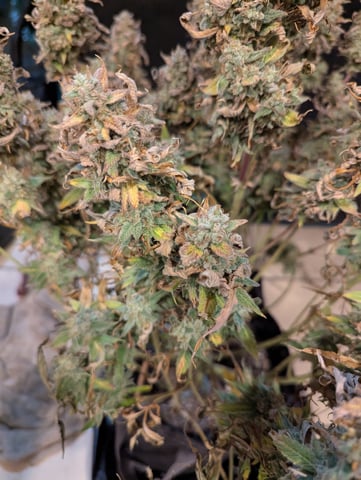 Boogie Brew Basic — harvest, day 107