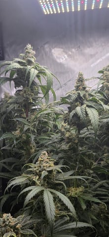 strawberry guava bx — flower, day 28