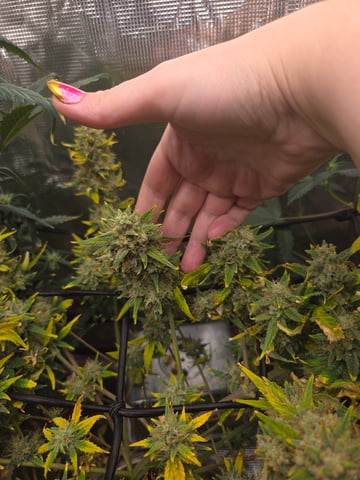 Experiment Time — flower, day 82