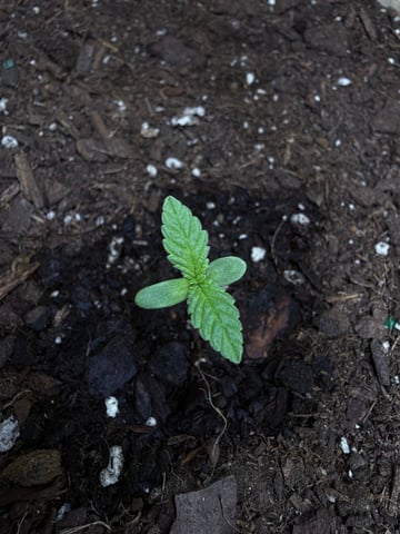 Northern Lights 🌺 — grow_setup, day 2