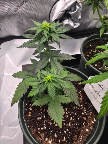 Fast Buds - Purp Lemonade — flower, day 30