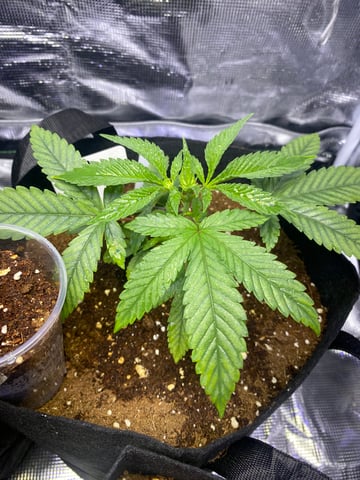 LiLBruh Cannabis — seedling_rooting, day 15