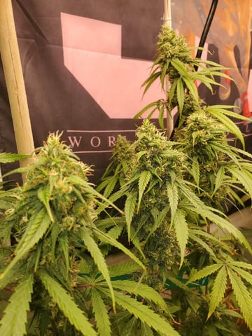 Multi Grow — vegetative, day 27