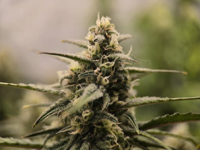 1st Grow 4x4 — flower, day 53