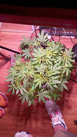 FKAFL — vegetative, day 78