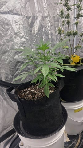 A Wonderful Cycle — flower, day 1