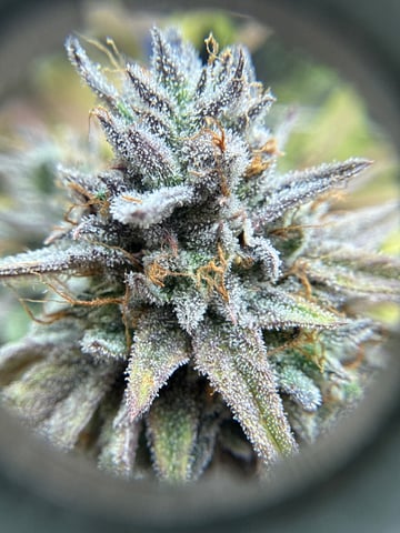 3rd grow  — flower, day 117