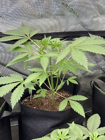 Good Genetix G-Line + Fat Bastard auto — auto, day 30