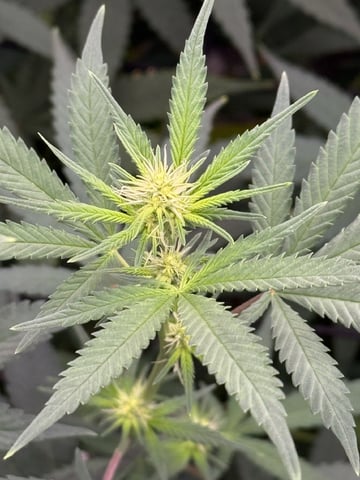 first indoor — flower, day 95