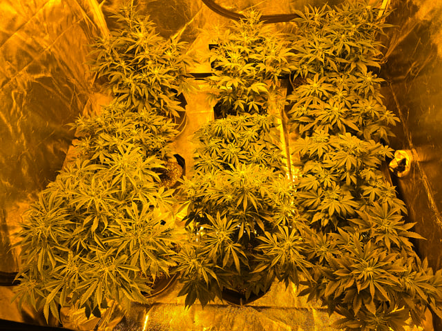 2nd Autoflower Indoor Grow — flower, day 46