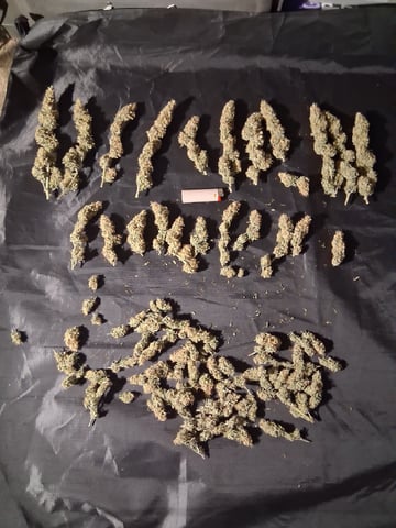 Seedman mix auto & seedman mix auto & GodFather OG