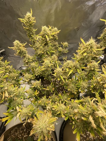 3x3 Grow — flower, day 34