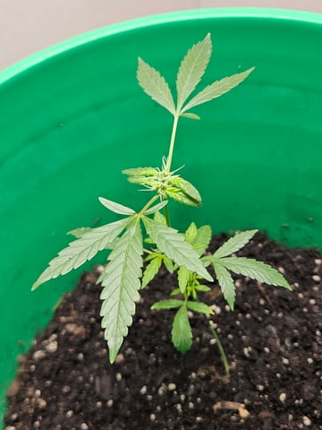 1st plant. Strain: Green Gelato AutoFlower — vegetative, day 55