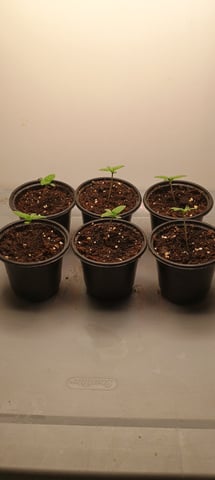 Lokie OG x Permanent Marker — seedling_rooting, day 1
