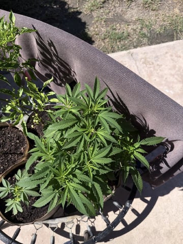 Sour Glue — flower, day 53
