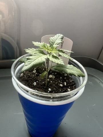 Inside Mother Plants — vegetative, day 24