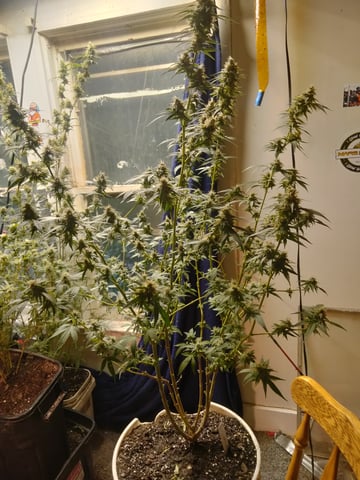 jay seaton  — flower, day 54