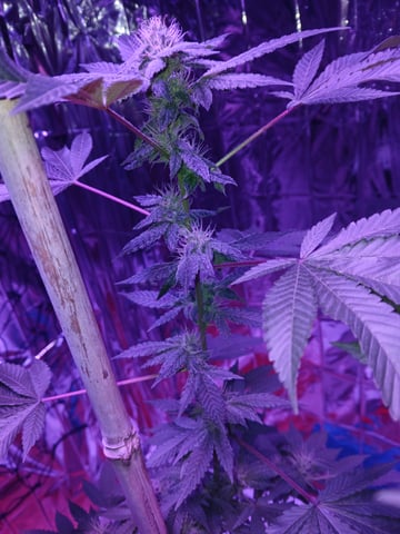 triangle kush  — flower, day 76