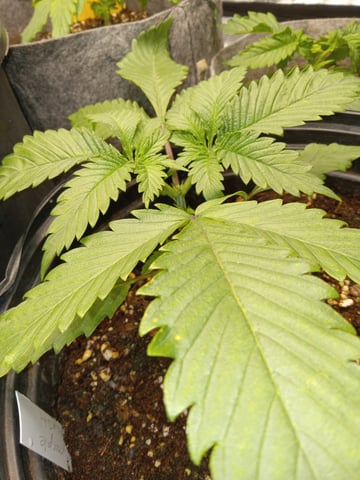 critical purple kush x peyote wifi  in the auto pot system tray 2 grow with added microhazian to the coco coir  — vegetative, day 21