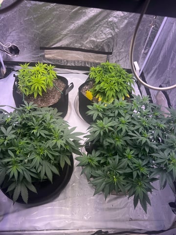 Indoor Grow  — vegetative, day 19