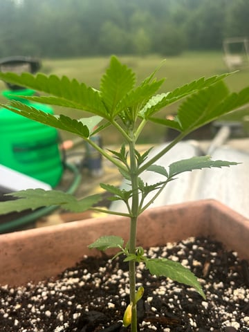 White Widow Twins — vegetative, day 27