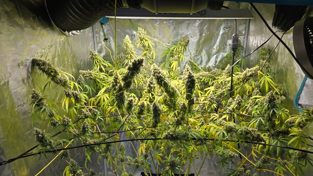 Big Momma Blue Dream  — flower, day 58